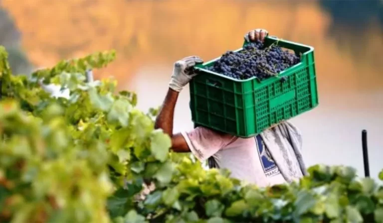 Para el sector vitivinícola, la devaluación post PASO se llevó puesto al dólar agro