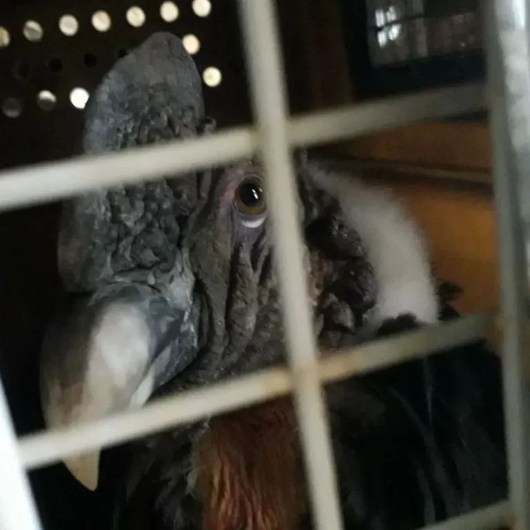 Un cóndor de 8 años fue rescatado en Potrerillos y creen que se intoxicó con un agroquímico