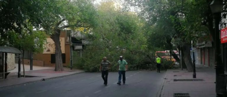 La tormenta de este martes tiró árboles, postes y cables en Mendoza