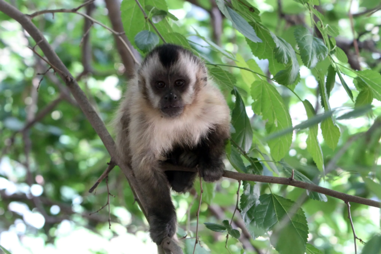 El Ecoparque inició la captura de los monos caí que andan sueltos en el Parque San Martín