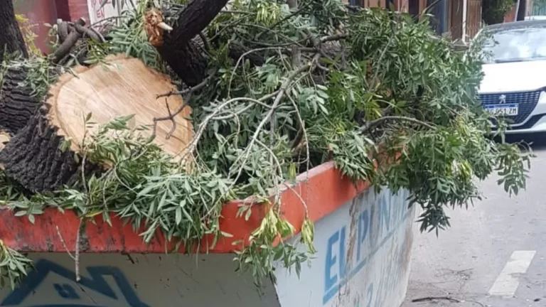 Cortó un árbol en la Sexta Sección y deberá pagar una multa por casi 3 millones y medio de pesos