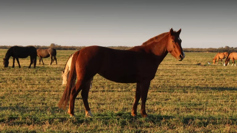 Senasa confirmó un brote de Encefalomielitis Equina en Mendoza