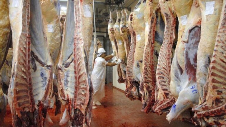 Se terminó la prohibición de Alberto Fernández y desde ahora se podrá exportar cualquier tipo de cortes de carne