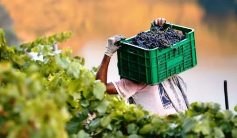 Las exportaciones de vino se derrumbaron en enero y sólo el mosto resistió el bajón