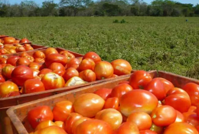 Productores de tomate de Mendoza, preocupados por la apertura repentina de las importaciones