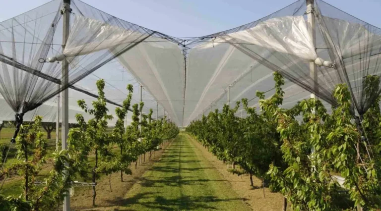 El ministro de Producción confirmó una línea de créditos baratos para colocar mallas antigranizo