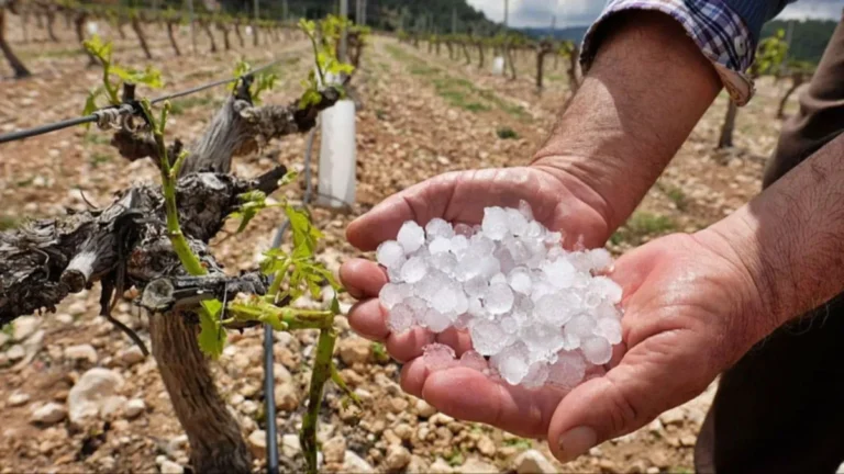 Vargas Arizu lanzó un nuevo seguro agrícola que alcanza a más del 50% de los productores vitícolas