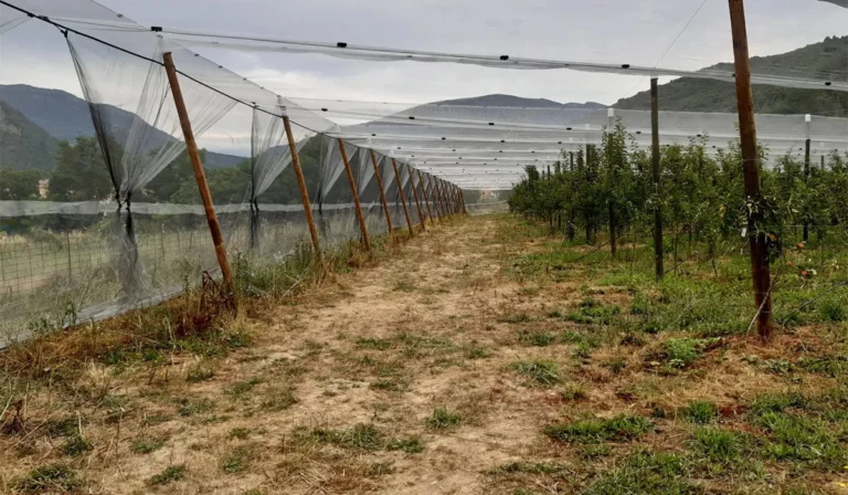 De los $4.100 millones en créditos aprobados para productores, solo el 13% fue para malla antigranizo