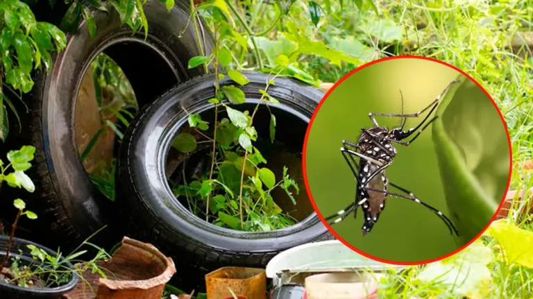 Así se preparan los municipios del Gran Mendoza para dar batalla al dengue