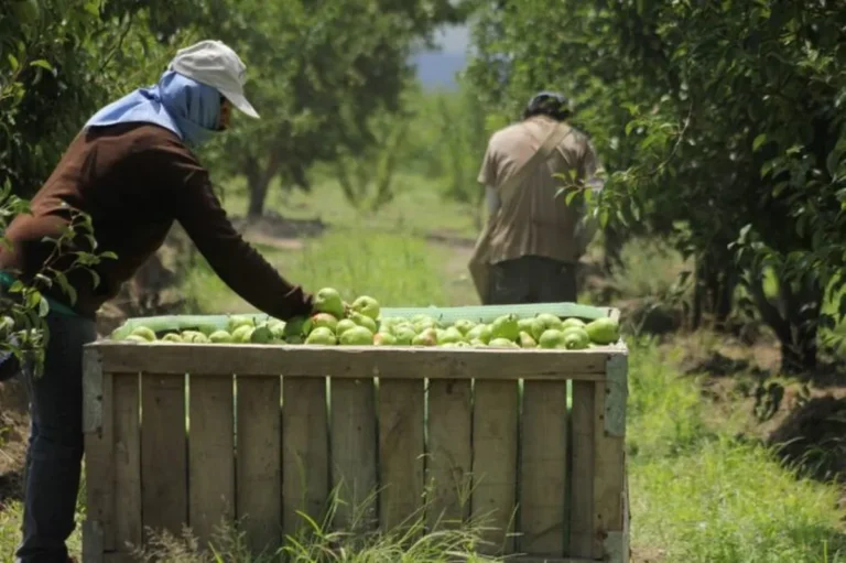 Contingencias climáticas anticipó que las heladas habrían afectado entre el 10% y el 15% de la producción