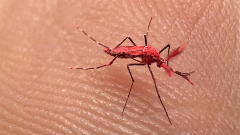 El Iscamen liberó a los nuevos mosquitos “fluo” para combatir al dengue en Mendoza