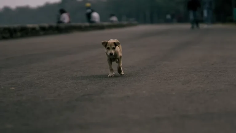 Godoy Cruz explicó cómo será el programa para capturar a los perros que anden por la calle