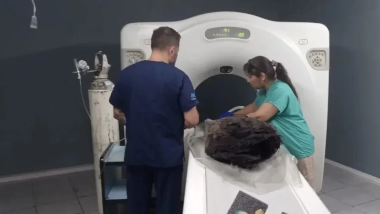 Por primera vez le hicieron una tomografía a un cóndor herido para determinar su lesión