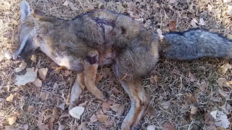 Mató a un zorrito en Potrerillos y la Justicia le fijó normas de conducta por dos años