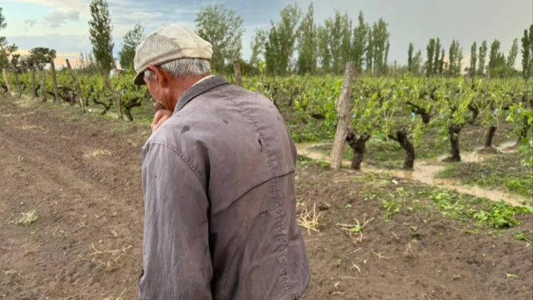 Viñateros evaluaron que el granizo provocó daños de entre 50% y 100% en el Este y Maipú