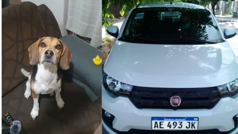 Una periodista mendocina sufrió el robo del auto con su perro beagle en el interior