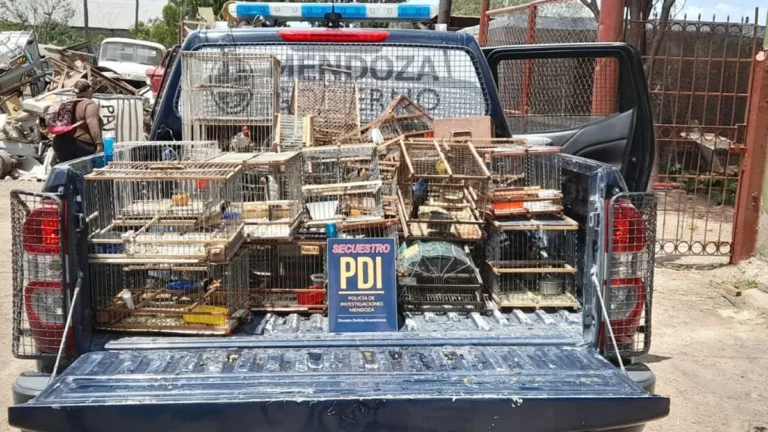 Por el tráfico de aves silvestres detuvieron a dos hombres en Godoy Cruz y rescataron 25 animales