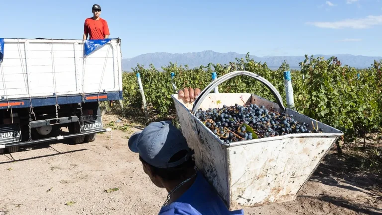 Cosecha 2025: productores ya estiman que habrá tanta o más uva que este año