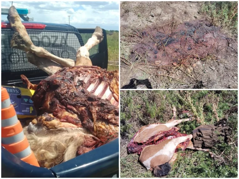 Robaron y faenaron dos caballos en Luján: los restos animales condujeron a un sospechoso