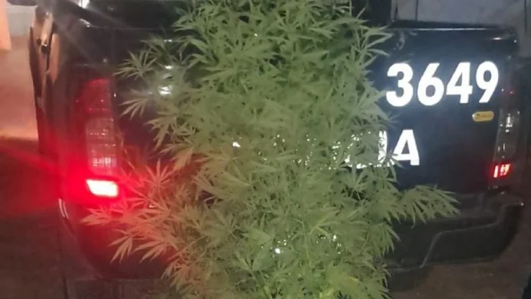 Lucha contra el narcotráfico: incautaron 14 plantas de marihuana de dos metros de altura en Las Heras