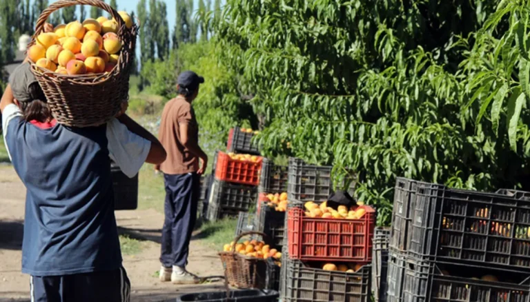 Productores mendocinos de duraznos enfrentan el desafío de reemplazar las viejas latas por un envase moderno