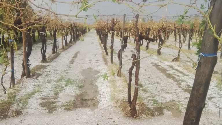 Comienzan a asistir a productores afectados por el granizo en Santa Rosa, anunció la Provincia