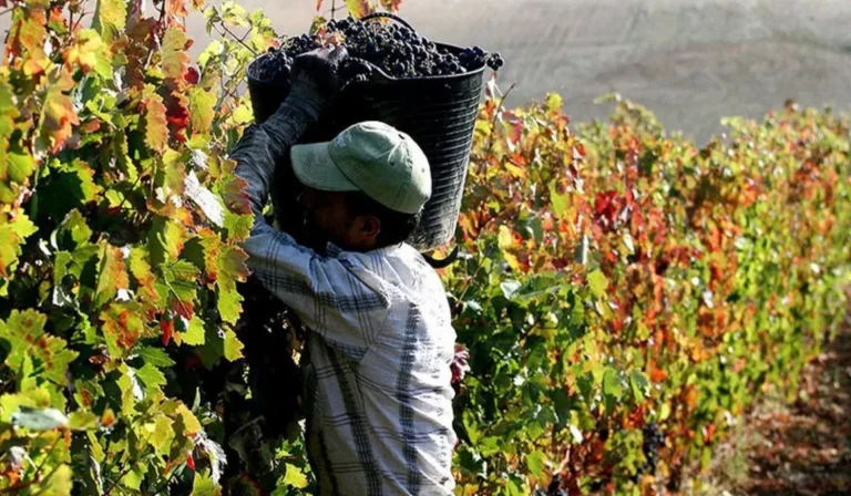 Paritaria vitivinícola: Foeva, bodegas y productores acordaron un incremento del 12%