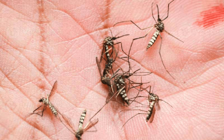 Por qué no aumentó la curva de contagio de dengue en Mendoza durante el 2025