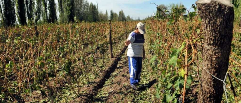 Caputo declaró la emergencia agropecuaria en Mendoza