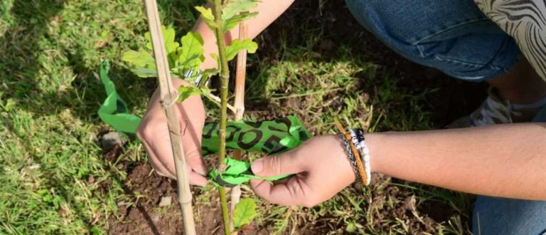 Godoy Cruz realizará una plantación masiva de árboles