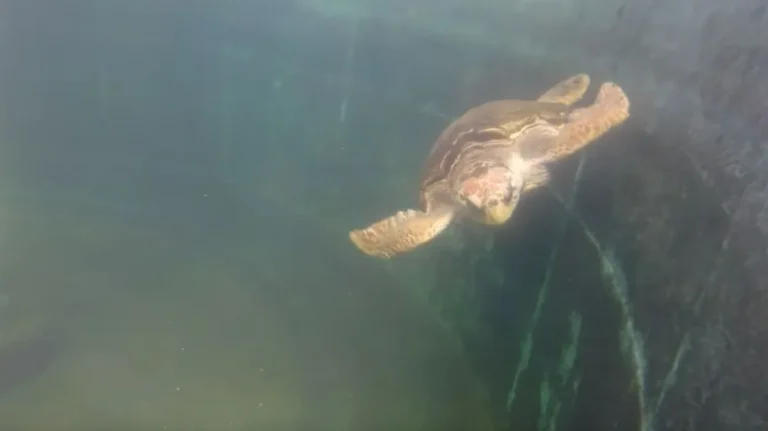 El tortugo Jorge llegó al Río de La Plata y aseguran que tiene mucho alimento a disposición