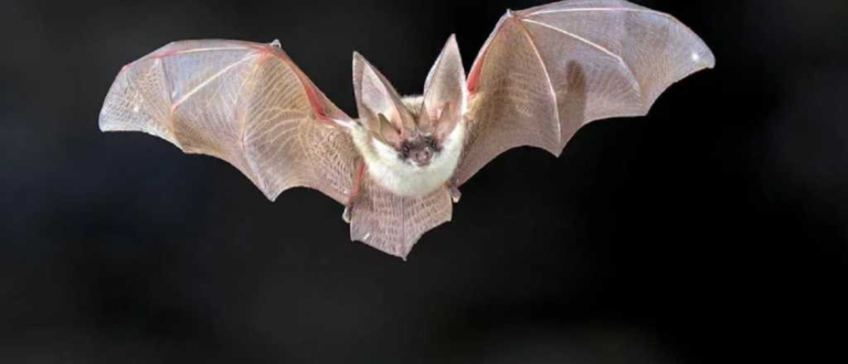 Advierten por la confirmación de un caso de rabia en Mendoza