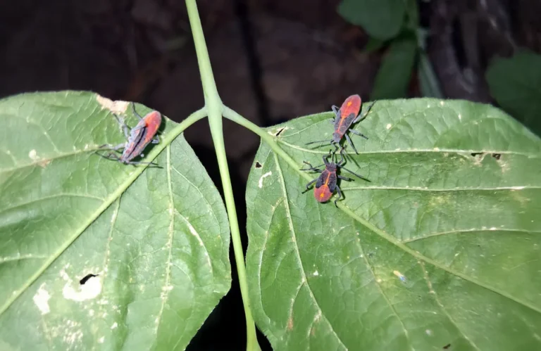 Chinche del Arce: el plan de Mendoza para combatir la plaga en los hogares y el arbolado