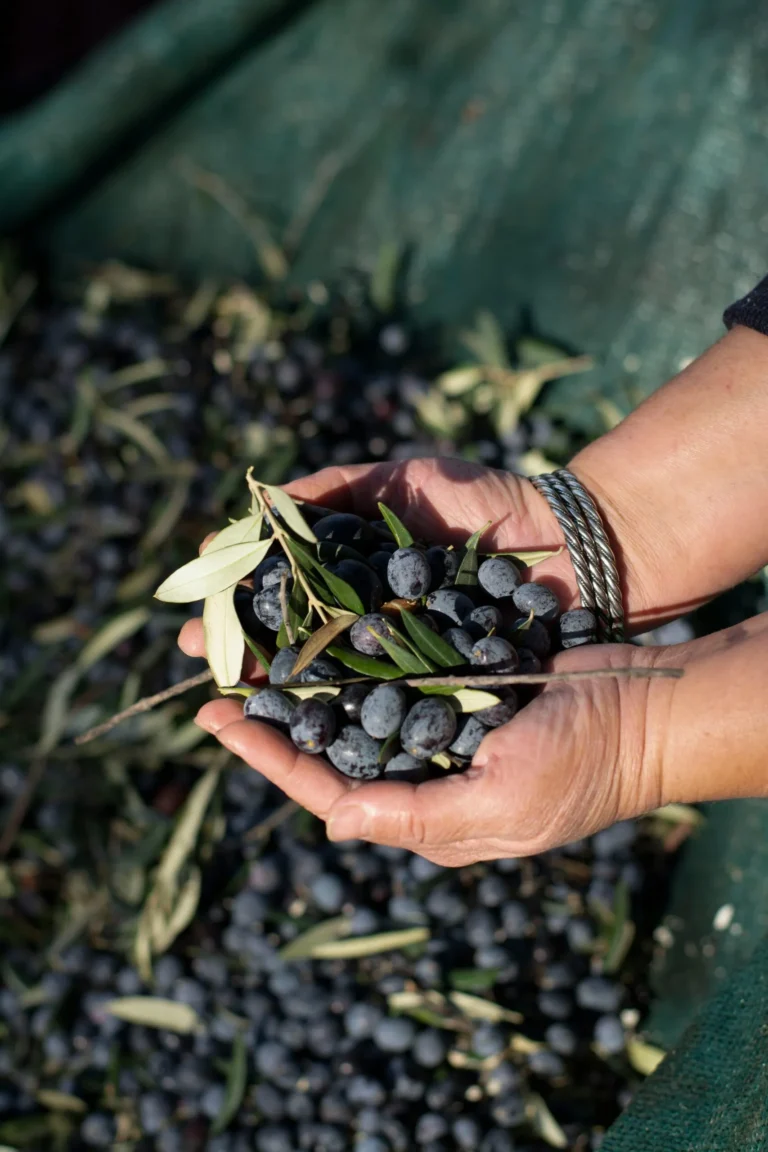 La Anmat prohibió la venta de un aceite de oliva producido en Mendoza