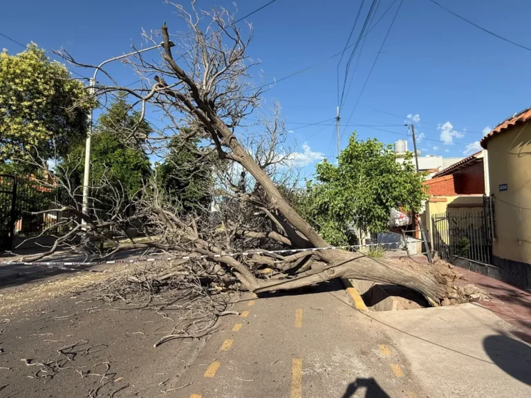Los desastres que dejó el viento en Mendoza: árboles caídos, cortes de luz y las zonas más afectadas