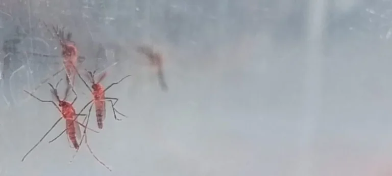 Dengue: ensayos de Iscamen confirmaron que los insectos estériles pueden controlar 90% de la plaga